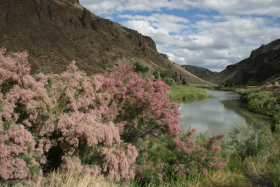 salt cedar, tamarisk (Tamarix parviflora) 